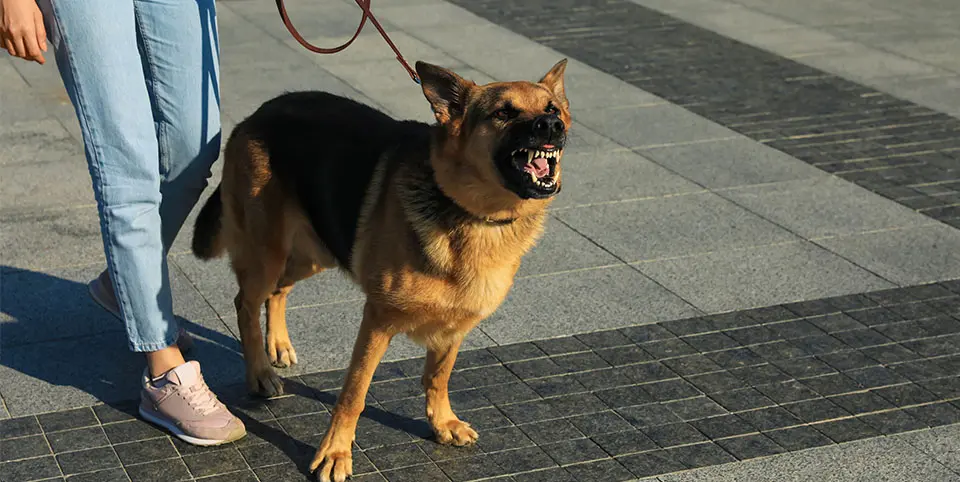 Aggressive German Shepherd barking while being restrained on a leash by its owner